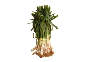 Calcot Onions (Bunch 24 - 30pcs)
