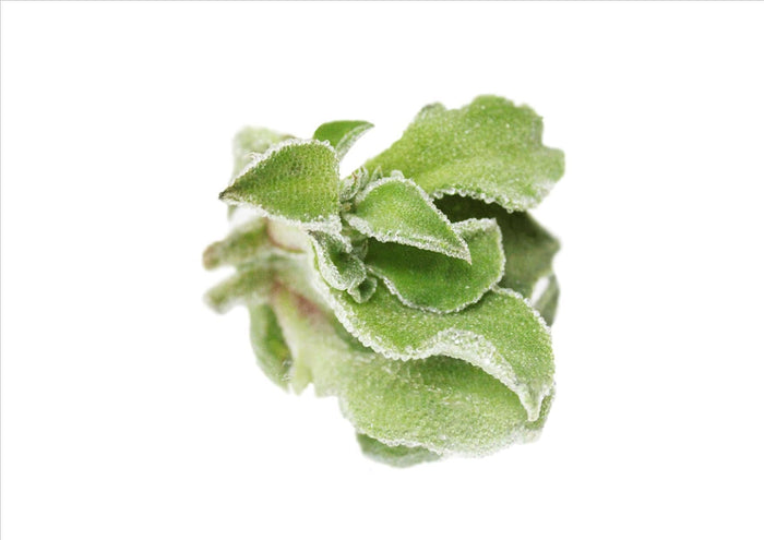 Ice Plant (Pnt)