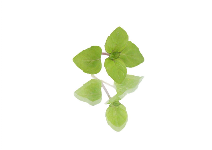 Micro Mint Cress (Pnt 30G)