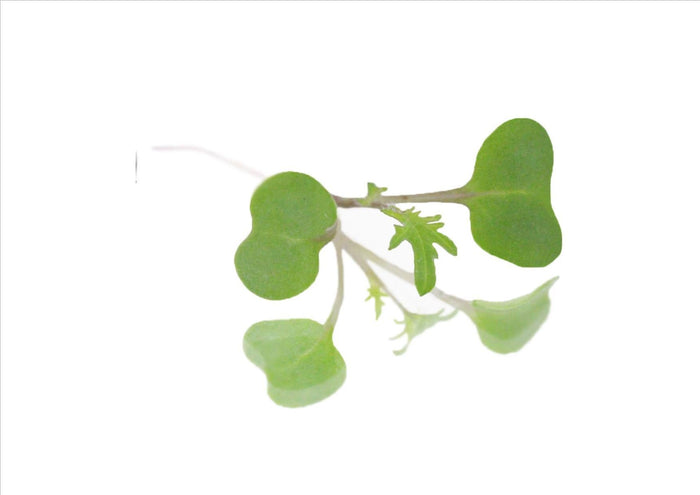 Micro Purple Kale Cress (Pnt 30G)