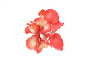 Flowers Edible Apple Blossoms (Begonia) (18G)