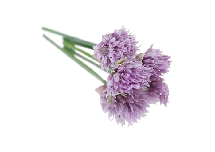 Flowers Edible Chive Flowers (15G)