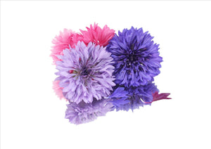 Flowers Edible Cornflowers (Bachelor’s Buttons) (15 Flowers)