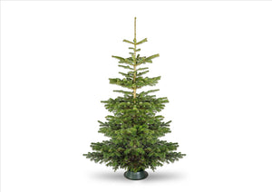 Christmas Tree - Premium Nordmann Fir (Various Sizes - 3ft - 10ft)