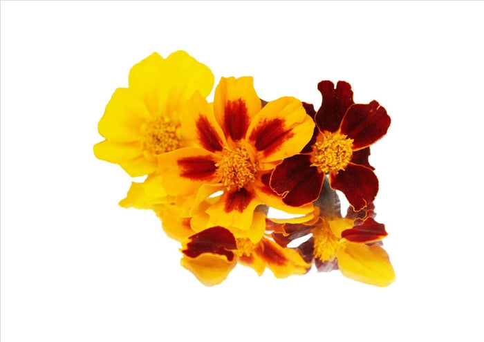 Flowers Edible Tagetes (Marigold) (9-12 Flowers)