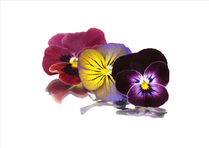 Flowers Edible Viola (4-8G)