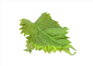 Green Shiso Leaf (Pnt 30G)