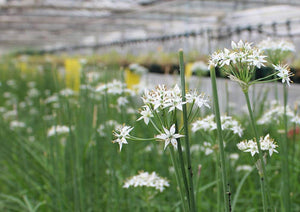 Flowers Edible Garlic (12G)