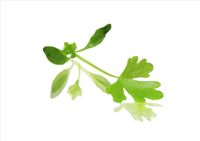 Micro Celery Herb **Allergen** (Pnt 30G)