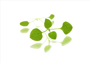 Micro Chickweed (Pnnt 30G)