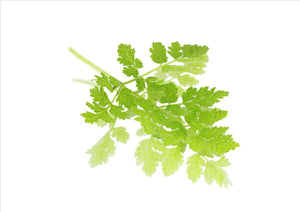 Micro Cress Sweet Cicely (Pnt)