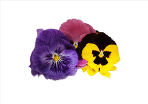 Flowers Edible Pansy (6G)