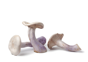 Fresh Pied Bleu Mushrooms (200g)