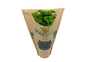 Potted Curly Parsley (Box 6) (Pre-Order)
