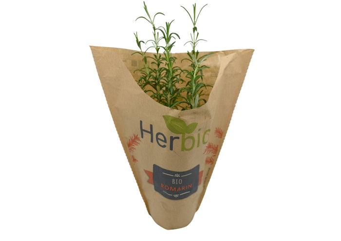 Potted Rosemary (Box 6) (Pre-Order)