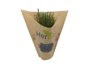 Potted Thyme (Box 6) (Pre-Order)