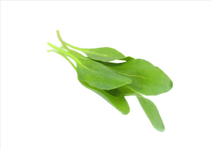 Sea Aster (Pnt 30G)