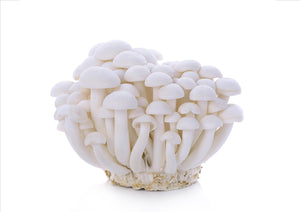 Mushrooms White Shimeji (150g)